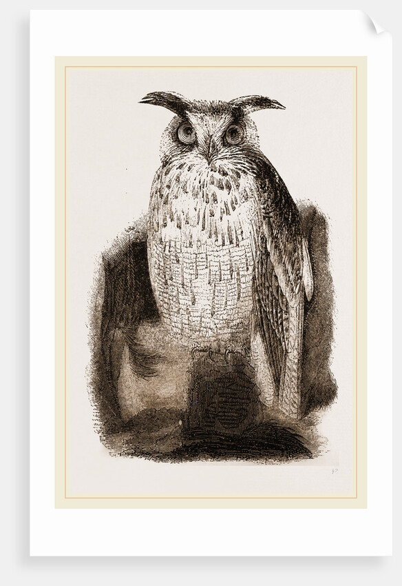 Great Owl by Anonymous