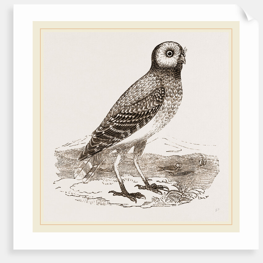 Burrowing Owl by Anonymous