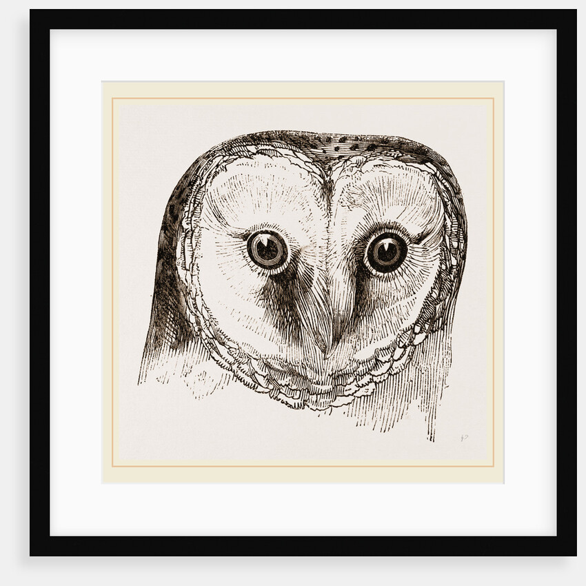 Head of Barn Owl by Anonymous