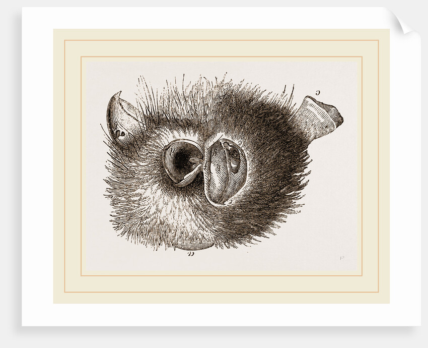 Barn Owl by Anonymous