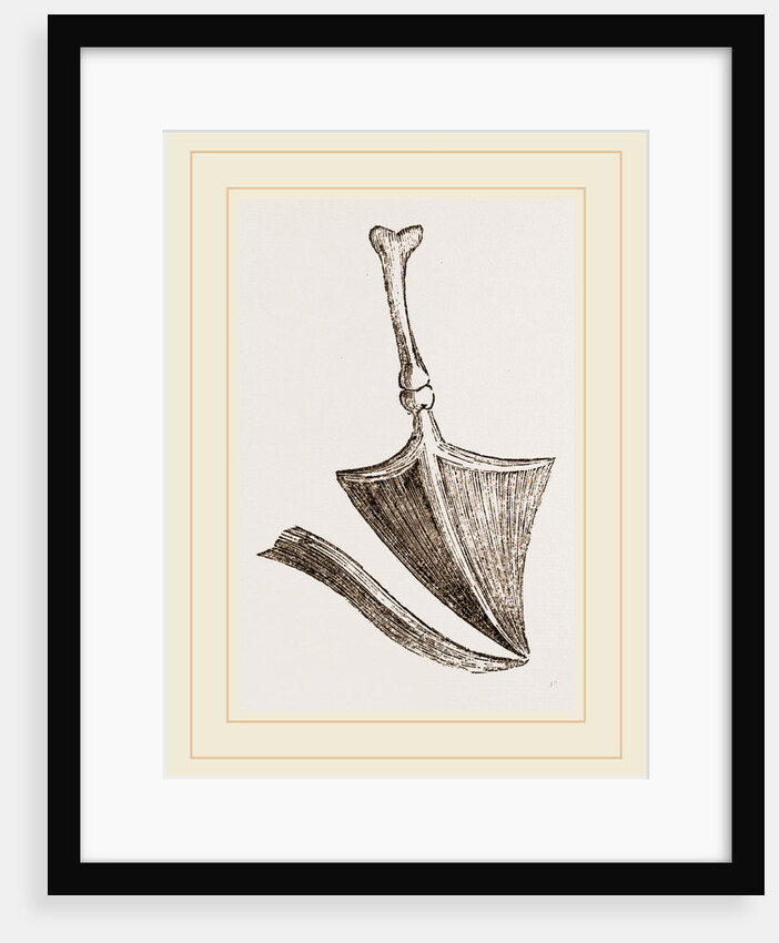 Drum of ear in Birds by Anonymous