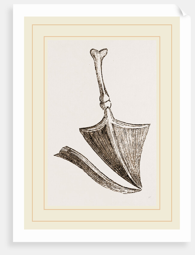 Drum of ear in Birds by Anonymous