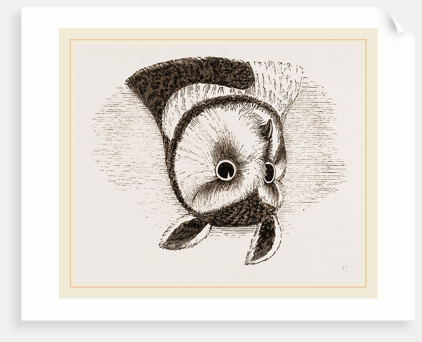 Horned Owl by Anonymous