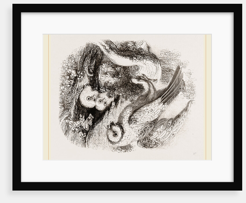 Barn Owl by Anonymous