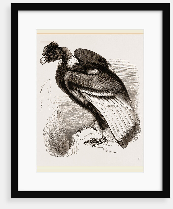 Condor by Anonymous