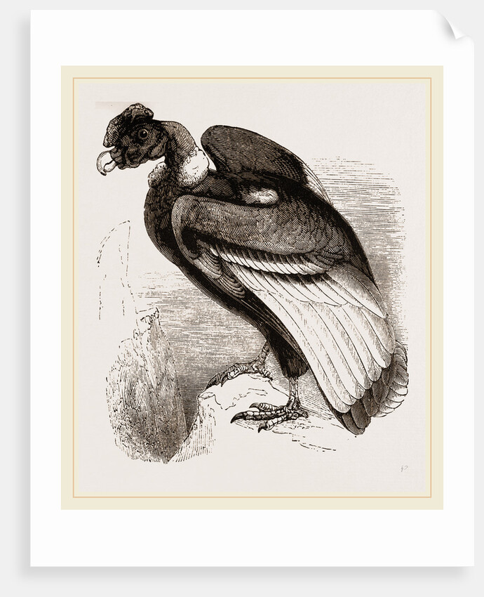 Condor by Anonymous