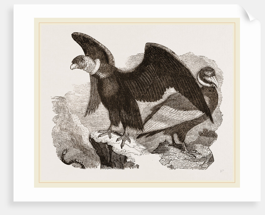 Condors by Anonymous