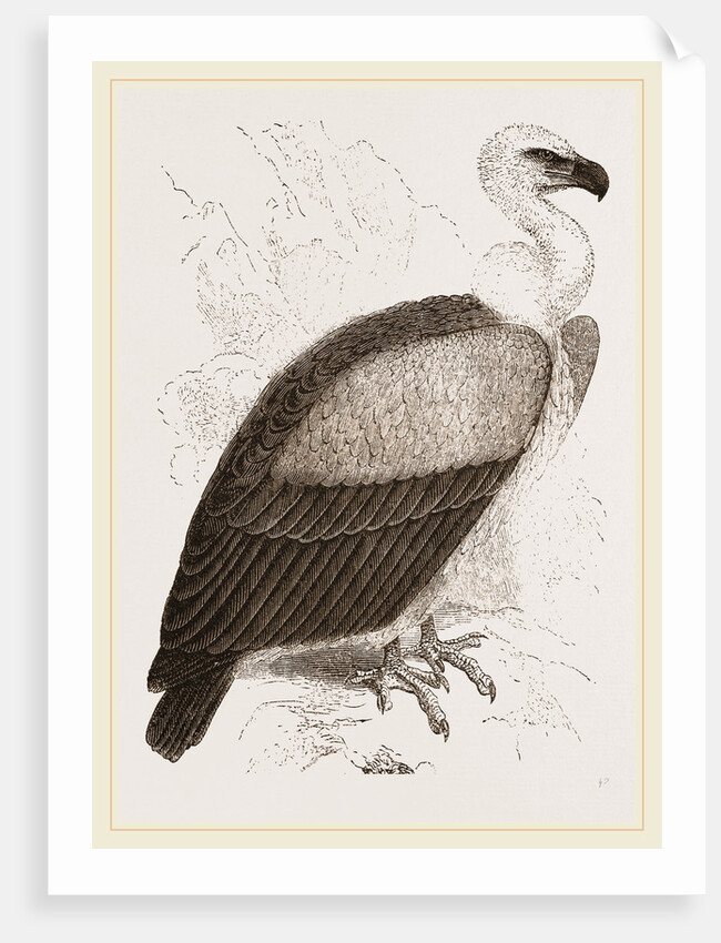 Kolbe's Vulture by Anonymous