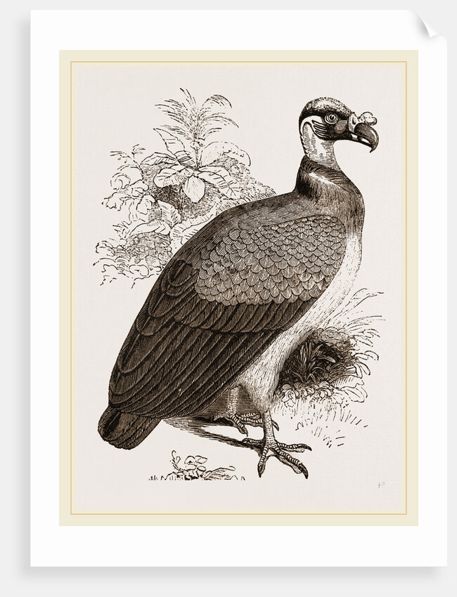 King-Vulture by Anonymous