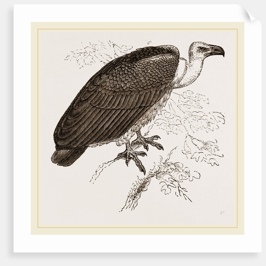 Chinese Vulture by Anonymous