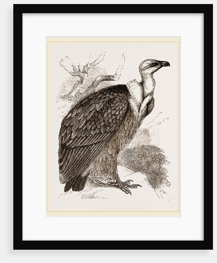 Griffon-Vulture by Anonymous