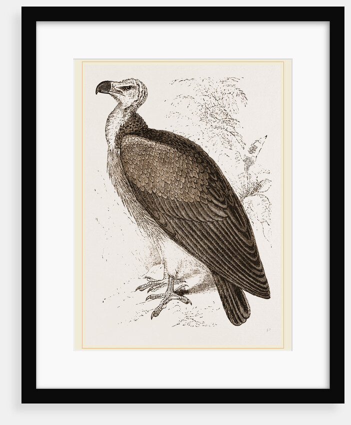 Sociable Vulture by Anonymous