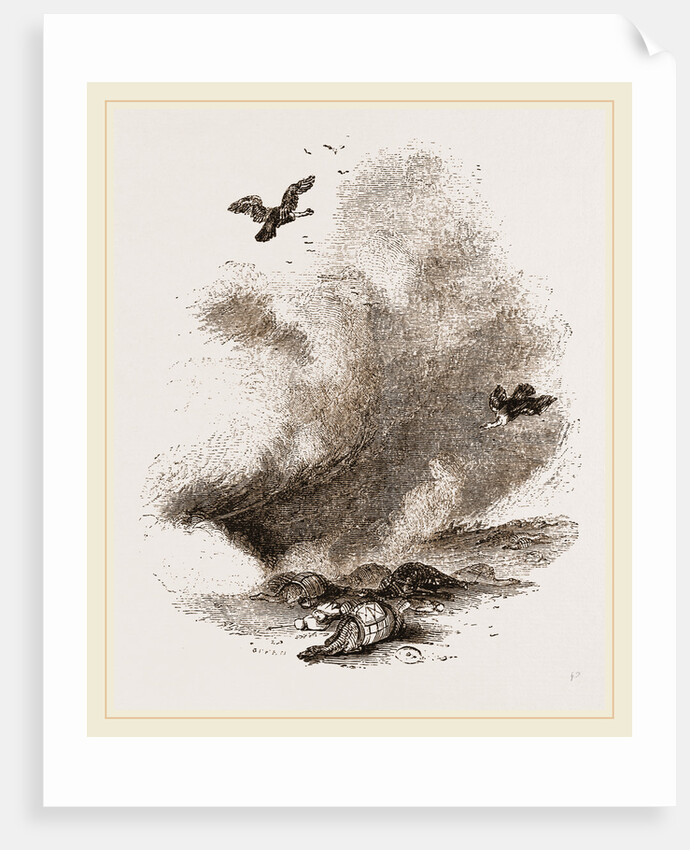 Griffon Vultures by Anonymous
