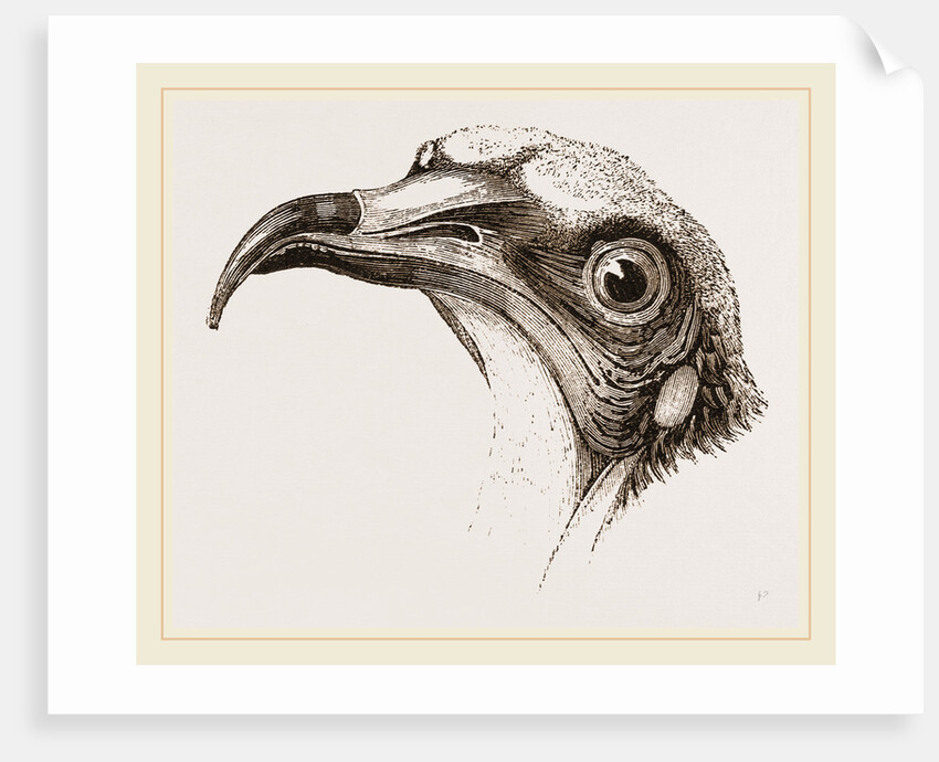 Head of Egyptian Vulture by Anonymous