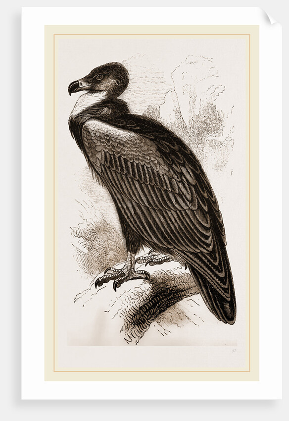 Cinereous Vulture by Anonymous