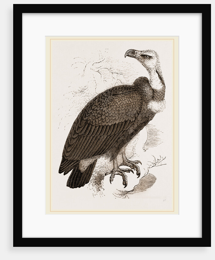 Pondicherry Vulture by Anonymous