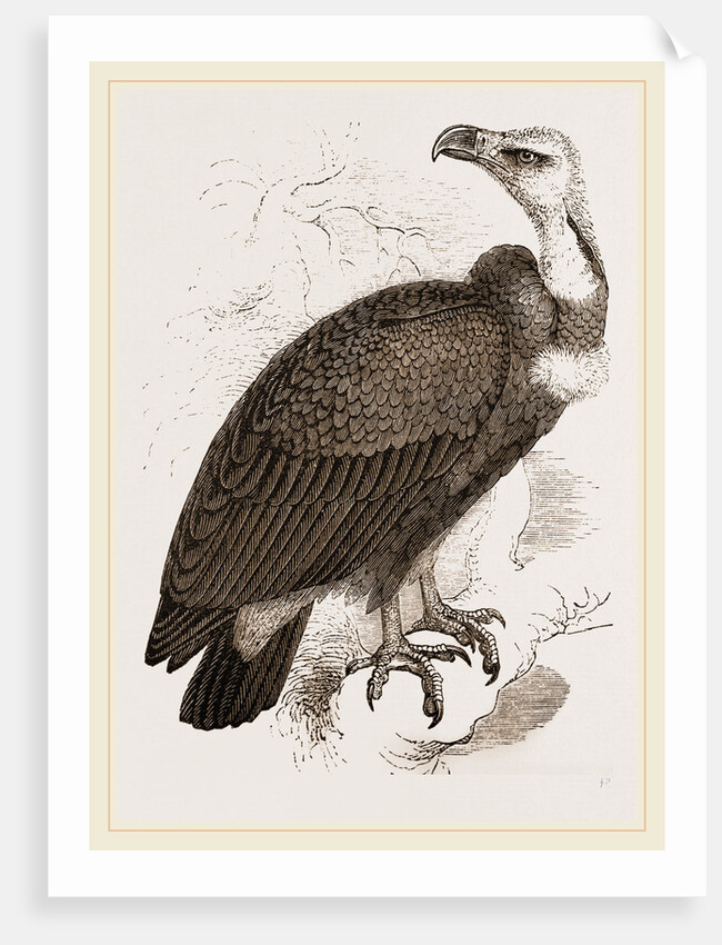 Pondicherry Vulture by Anonymous
