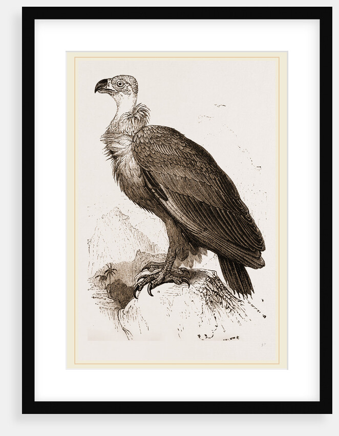 Cinereous Vulture by Anonymous