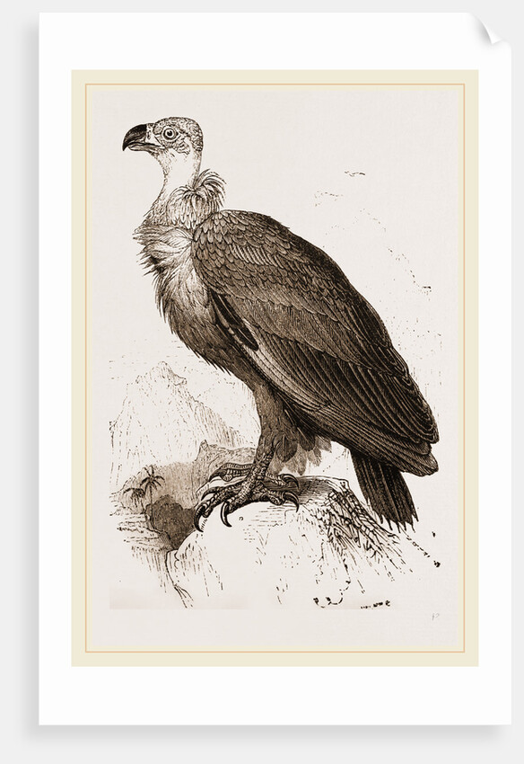 Cinereous Vulture by Anonymous