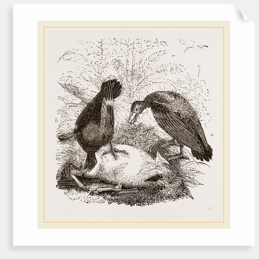 Turkey-Buzzard, Black Vulture by Anonymous