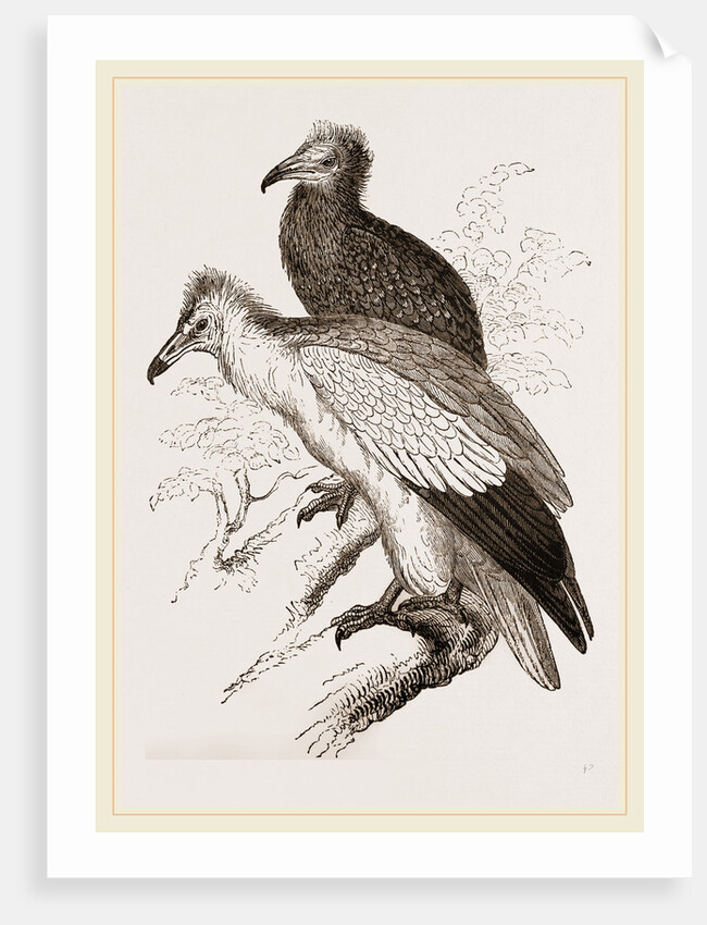 Egyytian Vultures by Anonymous