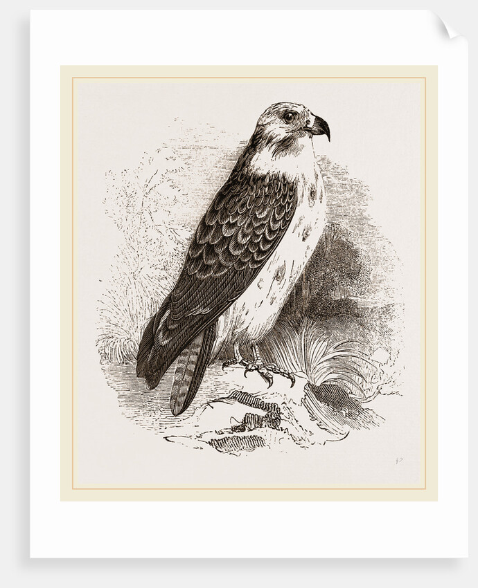Buzzard by Anonymous