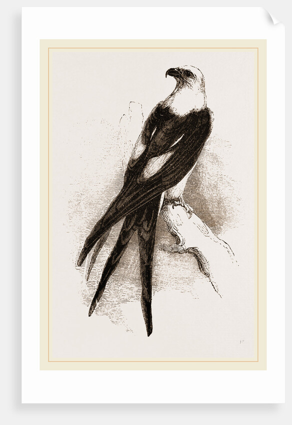 Swallow-tailed Hawk by Anonymous