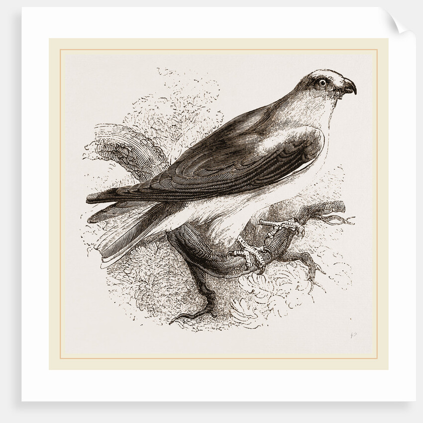 Black-winged Swallow Hawk by Anonymous