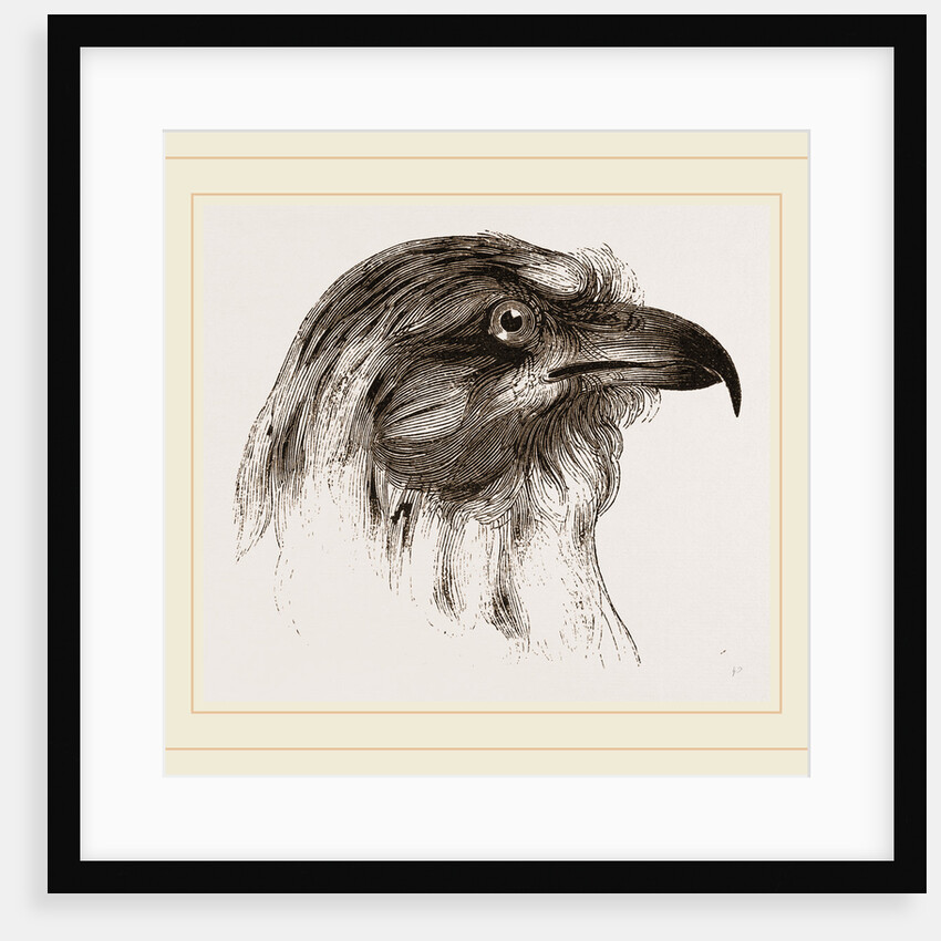 Moor Harrier by Anonymous