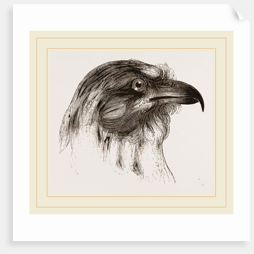 Moor Harrier by Anonymous