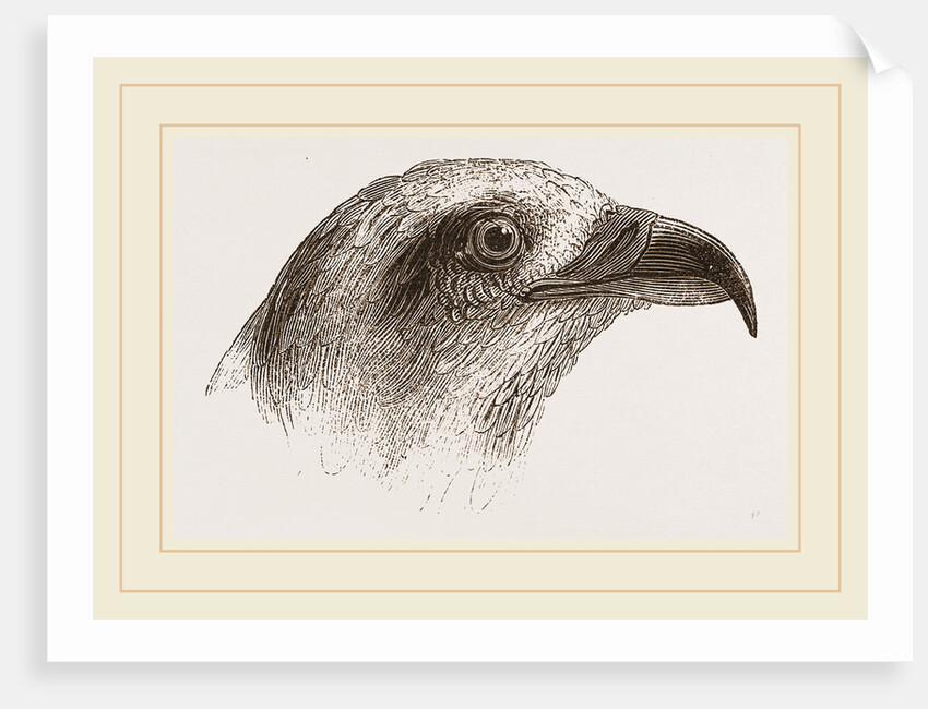 Honey-Buzzard by Anonymous