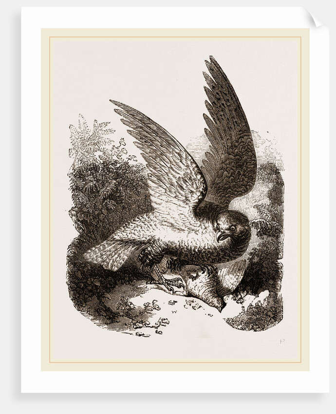 Buzzard by Anonymous