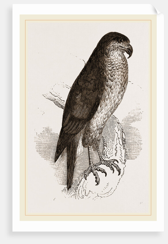 Goshawk by Anonymous