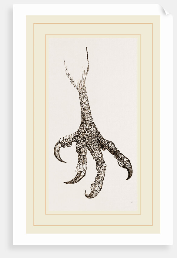 Foot of Laughing Hawk by Anonymous