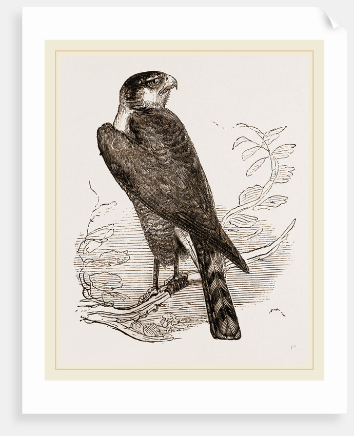 Sparrow-Hawk by Anonymous