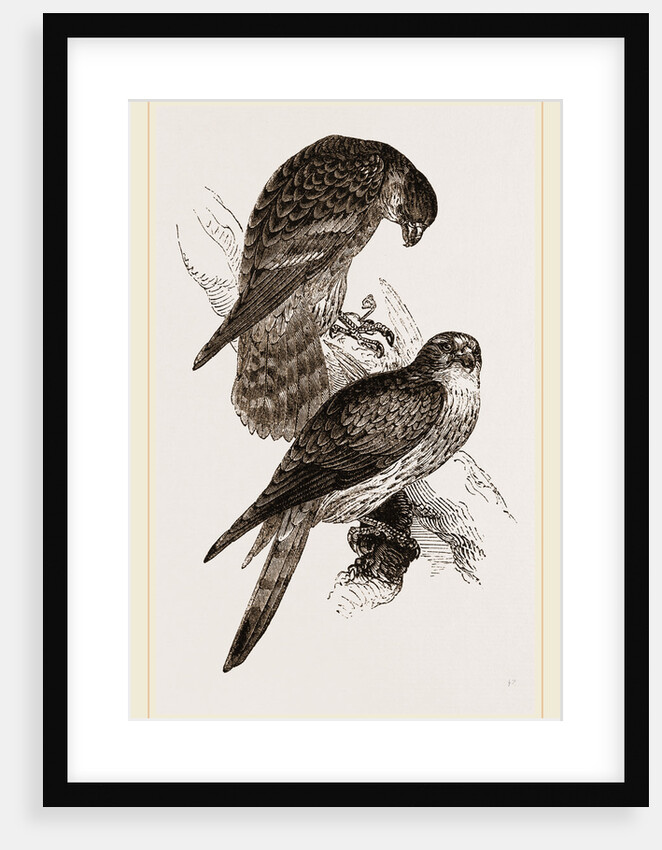 Merlins by Anonymous