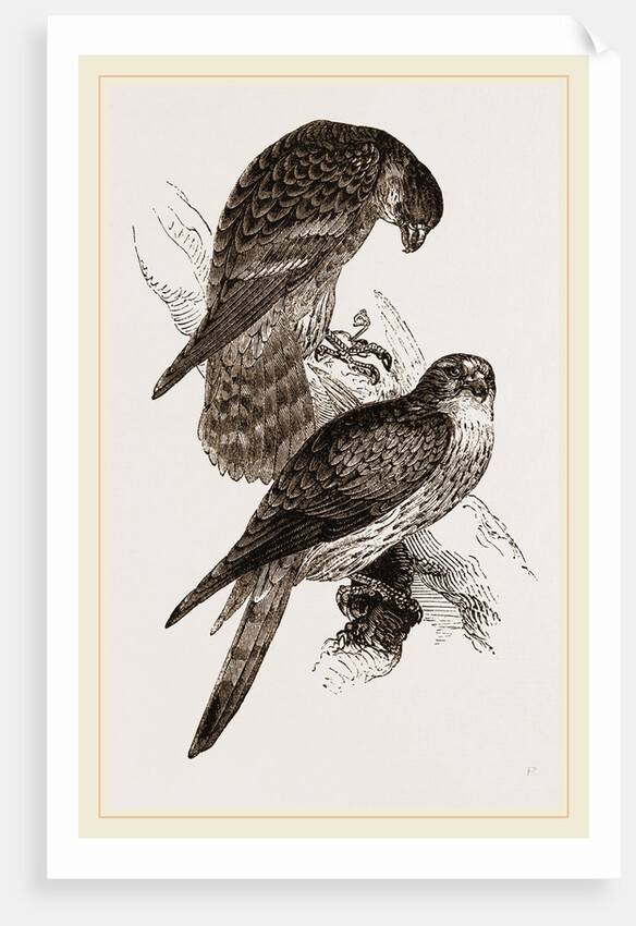 Merlins by Anonymous