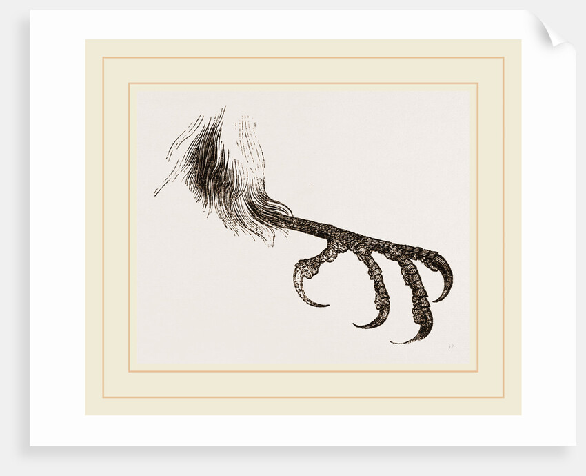 Foot of Bengal by Anonymous
