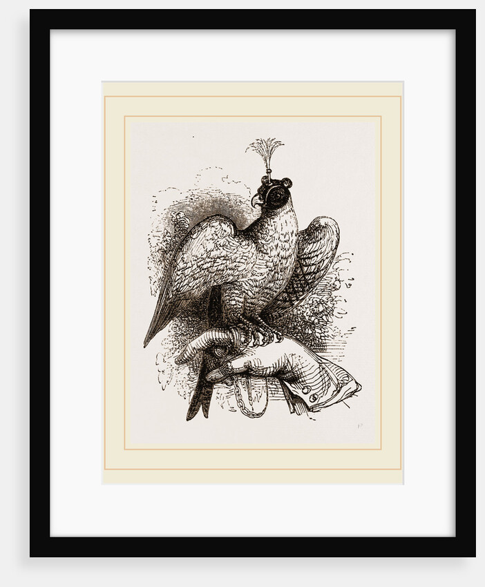 Hawk on Fist by Anonymous