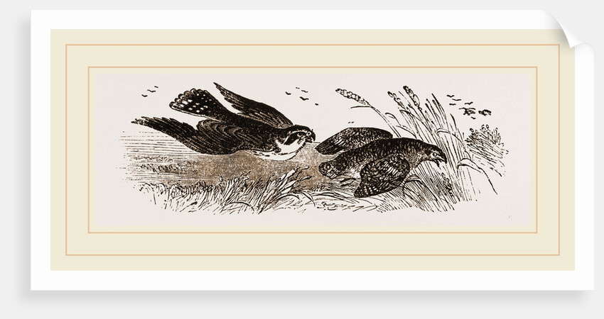 Peregrine Falcon and Partridge by Anonymous