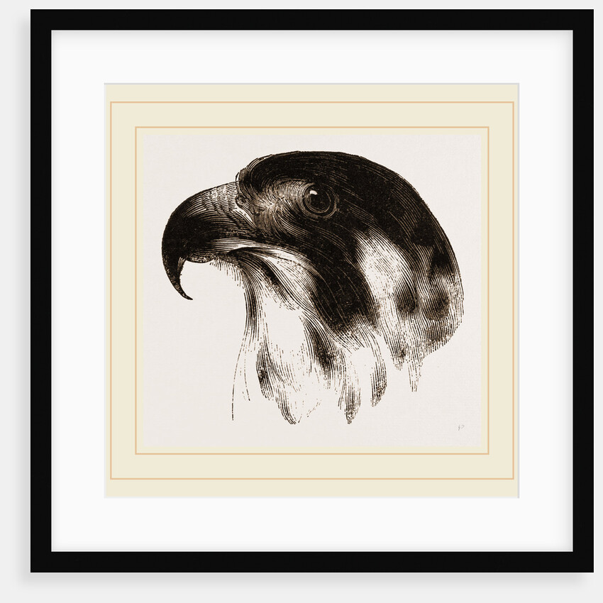 Head of Peregrine Falcon by Anonymous
