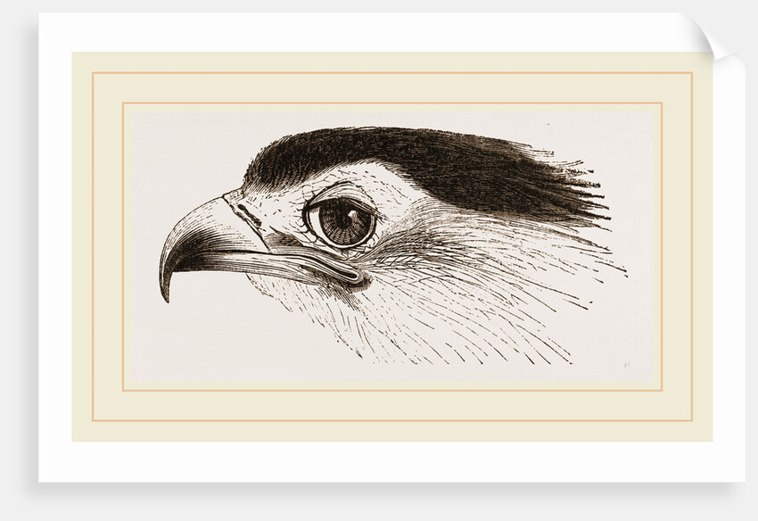Head of Secretary-bird by Anonymous