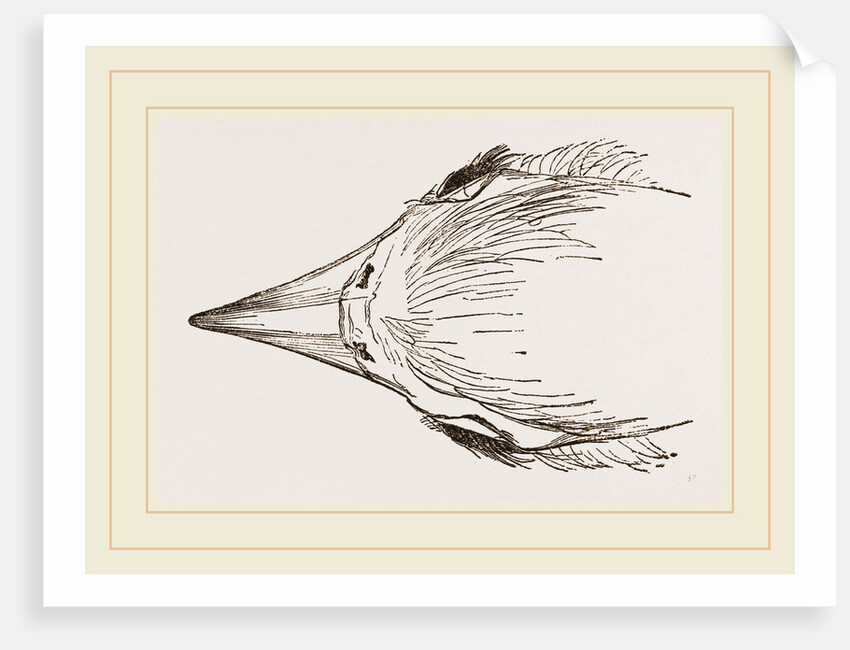 Head of Secretary-bird by Anonymous