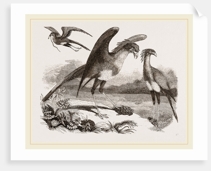 Secretary-birds by Anonymous