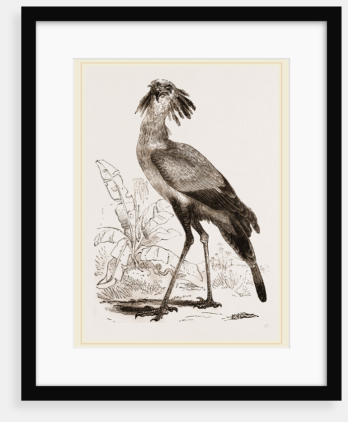 Secretary-bird by Anonymous