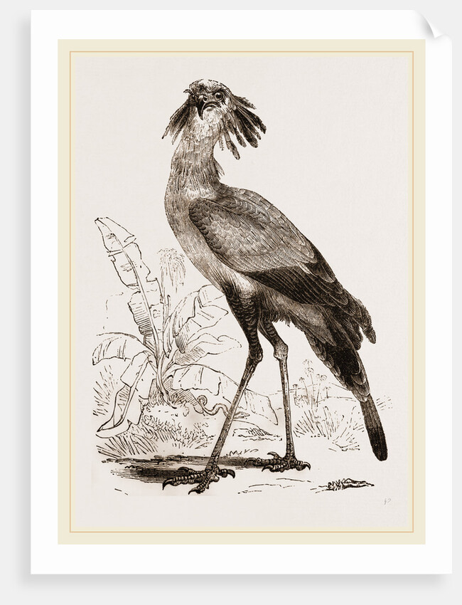 Secretary-bird by Anonymous