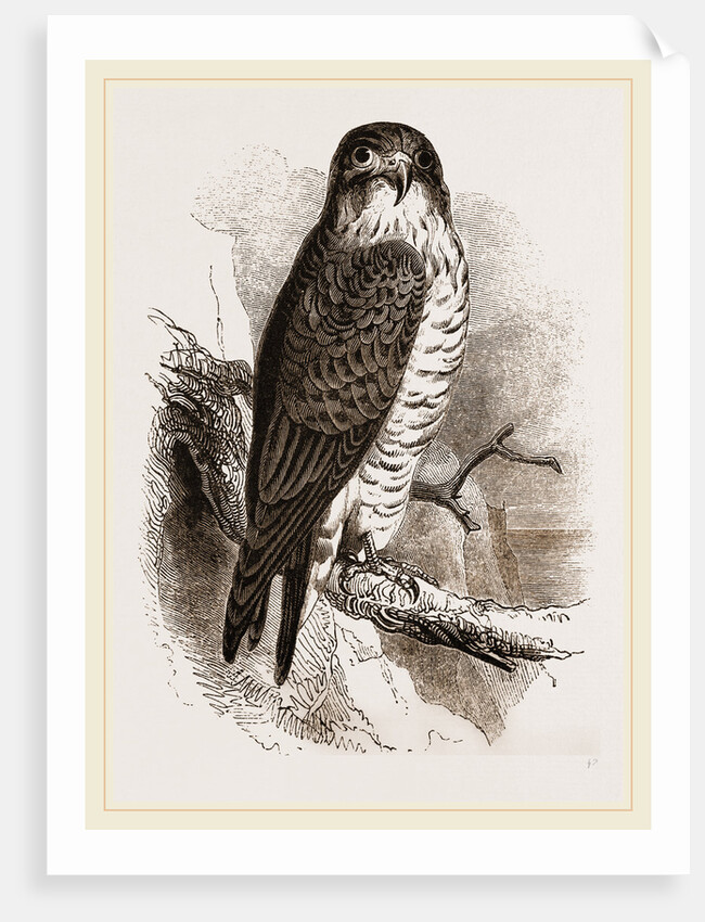 Peregrine Falcon by Anonymous