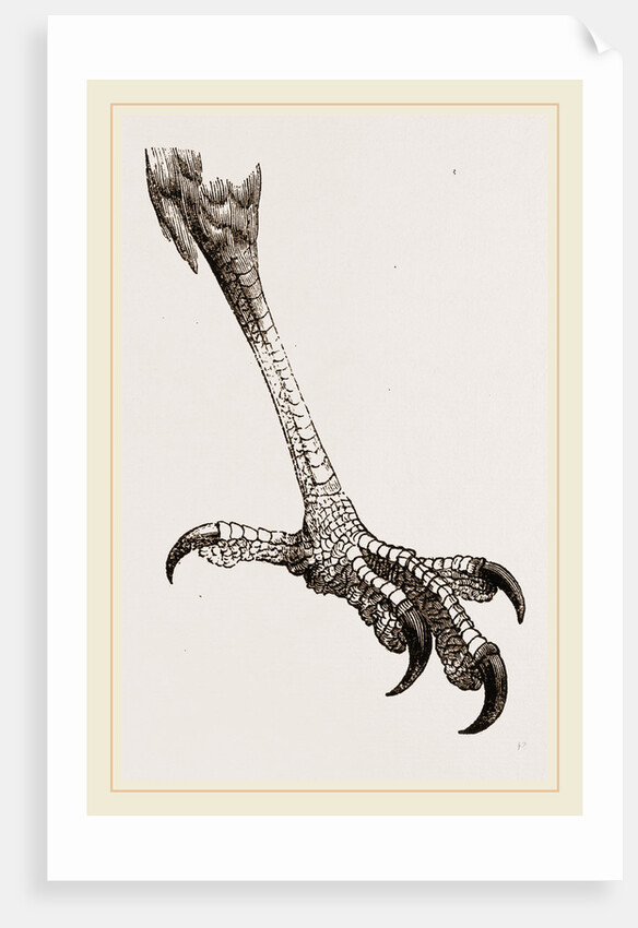 Foot of Brazilian Eagle by Anonymous