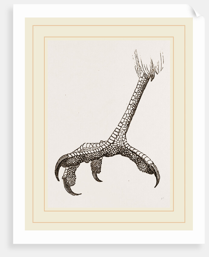 Foot of Black Daptrius by Anonymous