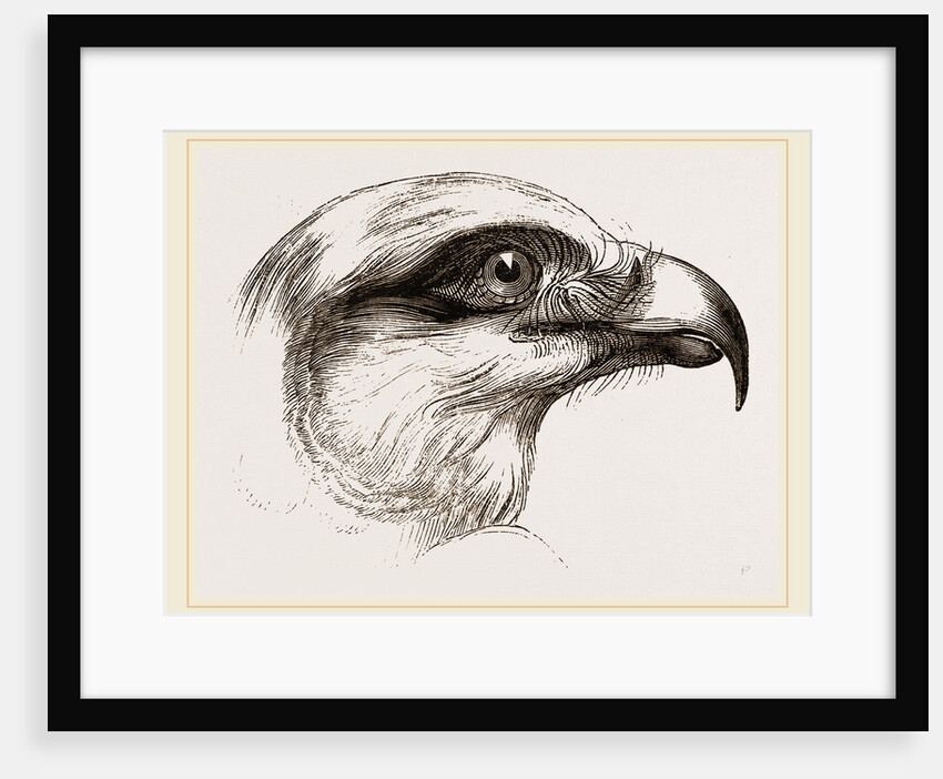 Head of Short toed Circaetus by Anonymous